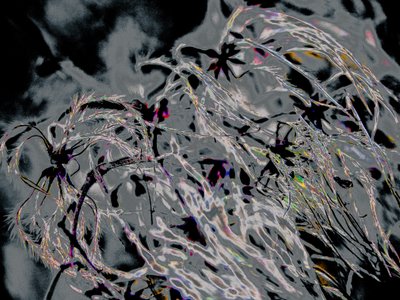 Countryfile, 2015 (valokuva) tekijältä Alice Gur-Arie