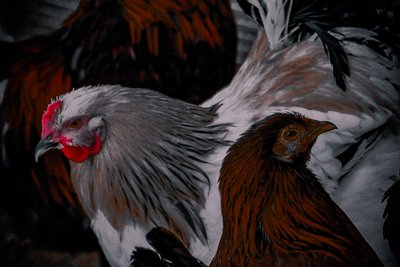 This Way, That Way, 2016 (valokuva) tekijältä Alice Gur-Arie