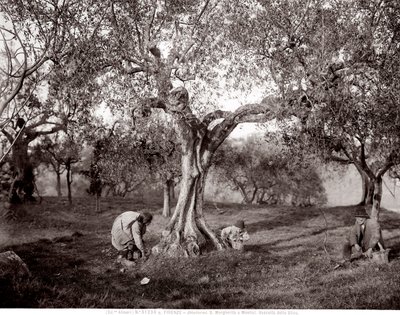 Lapset poimimassa oliiveja oliivipuiden keskellä, kukkulalla Santa Margherita a Monticissa, Firenzessä (m/v kuva) tekijältä Fratelli Alinari