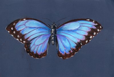 Blue Morpho Butterfly, 2019 (pastelli) tekijältä Alison Cooper