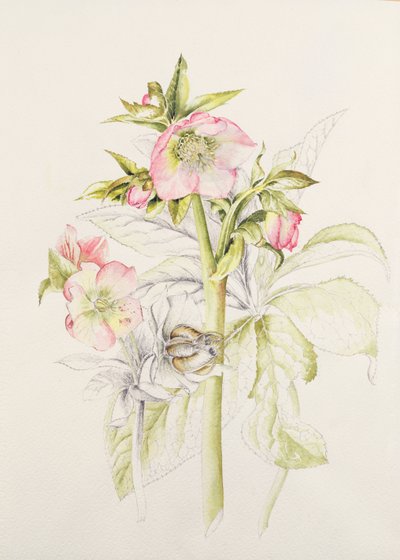 Hellebores tekijältä Alison Cooper