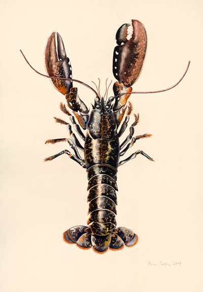 Hummeri Solvasta, 2014, akvarelli tekijältä Alison Cooper