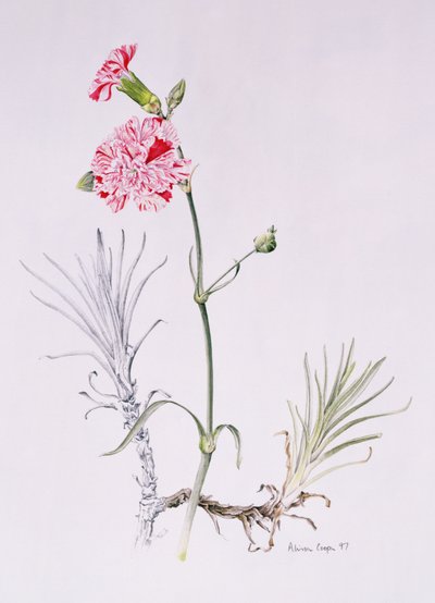 Old Variety of Dianthus, 1997 (wc paperilla) tekijältä Alison Cooper