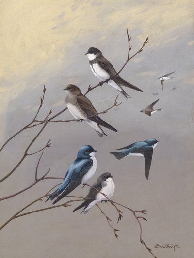 Swallow, Allan Brooks tekijältä Allan Brooks