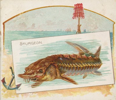 Sturgeon, American Watersin kalasta N39 Allen & Ginter -savukkeille, 1889. tekijältä Allen and Ginter