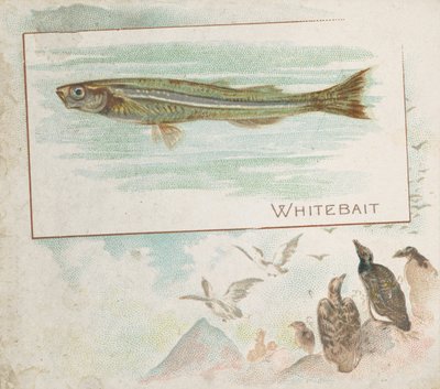Whitebait, American Watersin Fish-sarjasta N39 Allen & Ginter -savukkeille, 1889. tekijältä Allen and Ginter