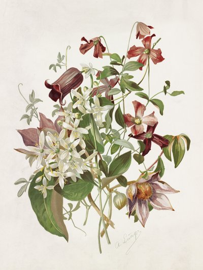 Clematis tekijältä Alois Lunzer