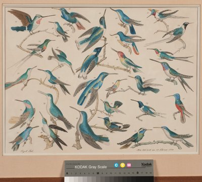 Hummingbirds tekijältä Aloys Zötl