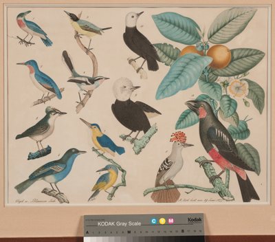 Hummingbirds guava-omenaoksalla tekijältä Aloys Zötl