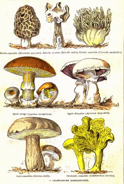 Sienet Basidiospores: Luonnollinen luominen ja elävät olennot (De Jules Rengade). Piirustus A. Demarle. 1885 tekijältä Alphonse Demarle