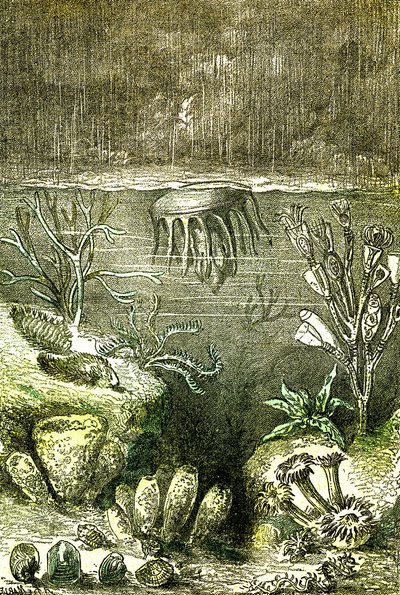 Prehistoire-Terre et Mers: Silurian aikakauden alku (J. Rengade. Piirustus Demarle. 1885 tekijältä Alphonse Demarle