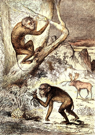 Catarhinian Monkeys (mioseenikausi): Semnopitheques. J. Rengaden luonnollinen luomus ja elävät olennot. Piirustus A. Demarle tekijältä Alphonse Demarle