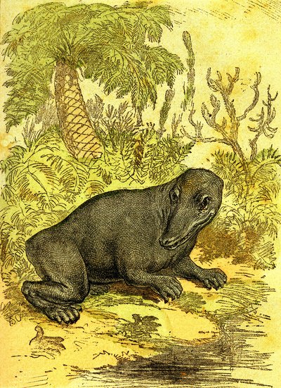 Labyrintodontti (amfibio): hiilikauden amfibio. Luonnollinen luomus ja elävät olennot. Piirustus A. Demarle 1885 tekijältä Alphonse Demarle