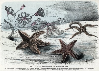 Eläintieteen aluksella; piikkinahkainen, meritähdet (asteries, ophiocoma, comatum ja pentacrine) (Eläintarvikelevy: meritähtiä) Kaiverrus Rengaden "" L