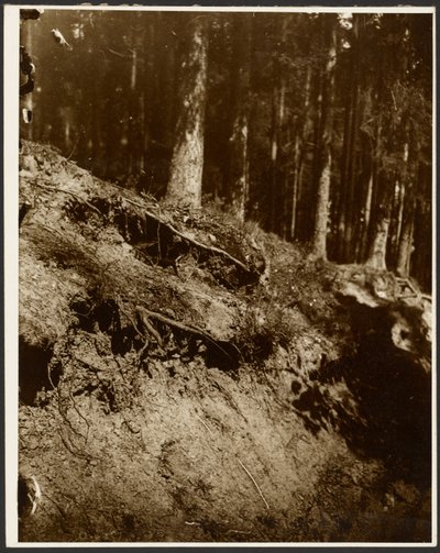 [Tutkimus kukkulan sivulta paljastuneen puun juurista] tekijältä Alphonse Maria Mucha