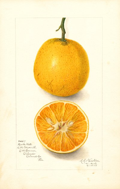Hartsin myöhäiset appelsiinit (Citrus sinensis) (akvarelli) tekijältä Amanda Almira Newton