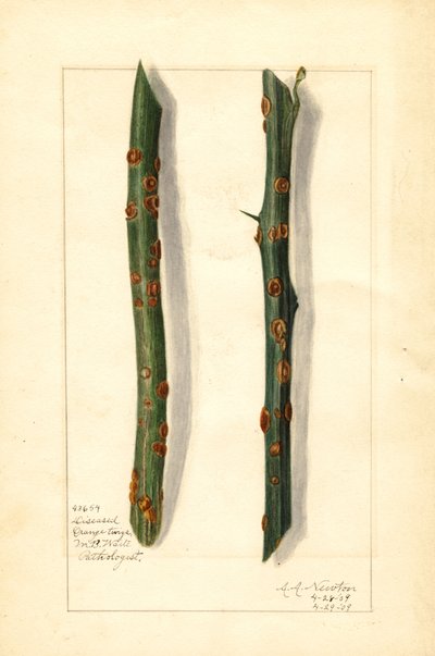 Kaksi sairastunutta appelsiinipuun oksaa (Citrus sinensis) (akvarelli) tekijältä Amanda Almira Newton