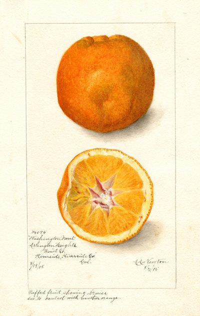 Washingtonin napa-appelsiinit ( Citrus sinensis) (akvarelli) tekijältä Amanda Almira Newton