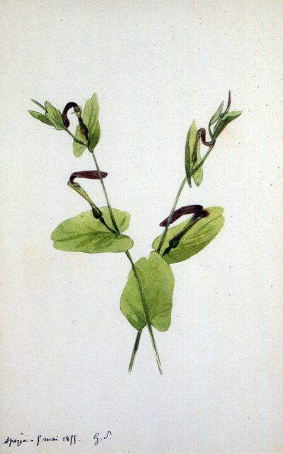 Aristolochia on suuri kasvisukuun Aristolochiaceae (vesiväri) tekijältä Amantine Dupin