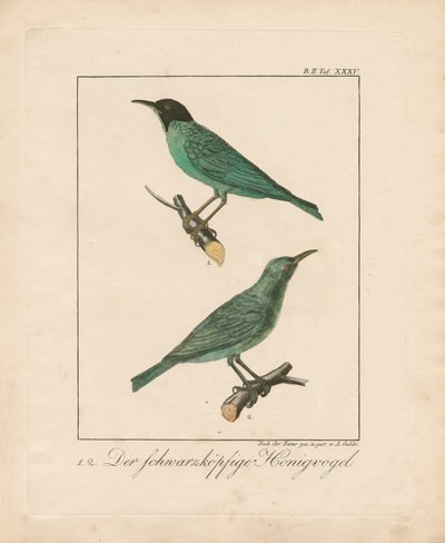 Black-headed Honeyeater (käsinvärjätty kuparikaiverruskaiverrus) tekijältä Ambrosius Gabler