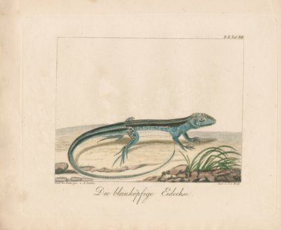 Blue-headed Skink (käsinvärjätty kuparikaiverruskaiverrus) tekijältä Ambrosius Gabler