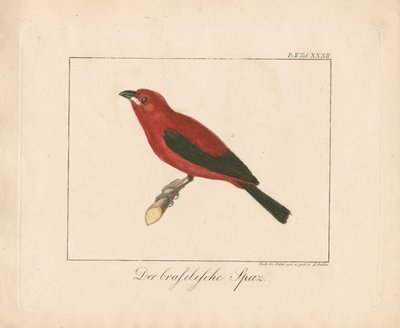 Brazilian Finch (käsinvärjätty kuparikaiverrus) tekijältä Ambrosius Gabler