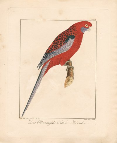 Crimson Rosella, uros (käsin värjätty litografia) tekijältä Ambrosius Gabler