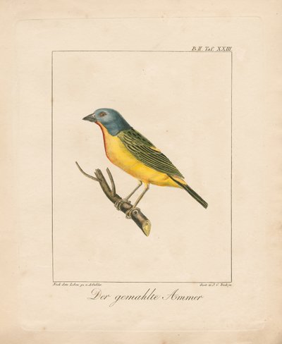 Painted Bunting (käsin värjätty litografia) tekijältä Ambrosius Gabler