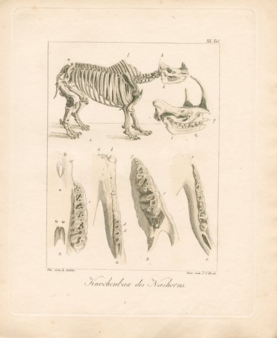 Sarvikuonon luurankorakenne (värillinen kuparikaiverrus) tekijältä Ambrosius Gabler