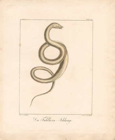 The Feeler Snake (käsin väritetty litografia) tekijältä Ambrosius Gabler