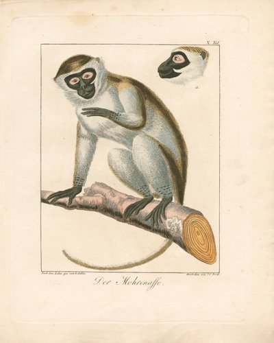 The Moor Monkey (käsinvärjätty kuparikaiverrus) tekijältä Ambrosius Gabler
