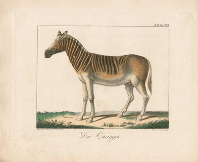 Quagga (käsin väritetty litografia) tekijältä Ambrosius Gabler
