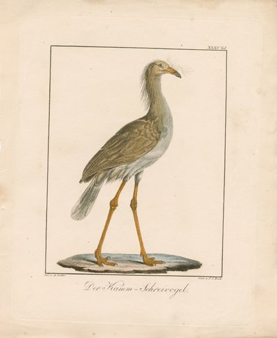 Punajalkasarja (käsin värjätty litografia) tekijältä Ambrosius Gabler