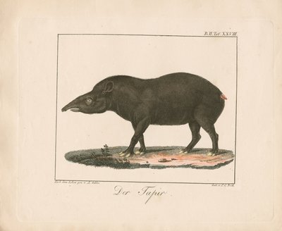 Tapir (käsin väritetty litografia) tekijältä Ambrosius Gabler