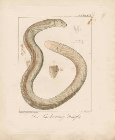 Paksuhäntäinen matolisko (käsin väritetty kuparikaiverrus) tekijältä Ambrosius Gabler