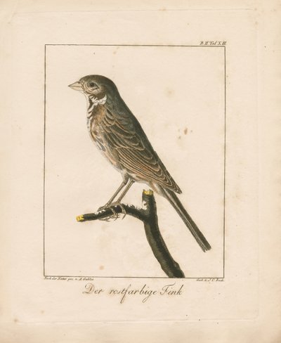 Yellowhammer (käsin väritetty kuparikaiverrus) tekijältä Ambrosius Gabler