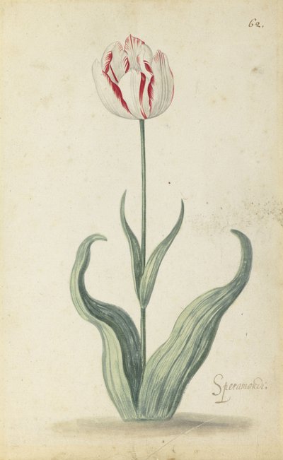 "Speramondi" tulppaani, kukkaalbumista, n.1640 tekijältä Ambrosius the Younger Bosschaert