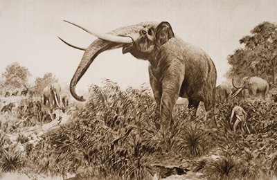 The Chatham Elephant, kuvitus H.G. Wellsin teoksesta "The Outline of History", osa I, julkaistu vuonna 1920 (litho) tekijältä Amedee Forestier