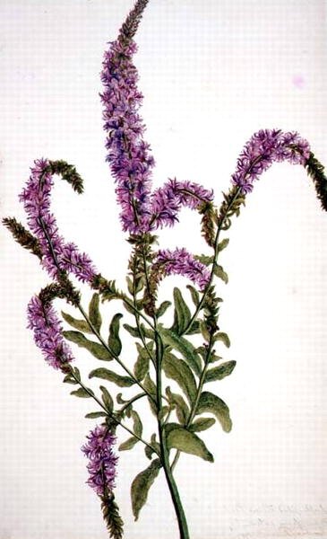 PD.128-1973f.11 Purple Spiked Willow Herb (Epilobium) 1787 (akvarelli ja guassi) tekijältä Amelia Fancourt