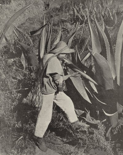 Meksikolainen Pulque Gatherer (m/w kuva) tekijältä American Photographer (after)