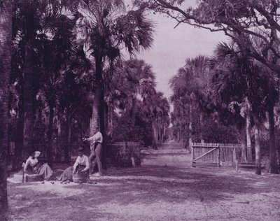 Palmetto Glade lähellä Palatkaa, Florida (m/w kuva) tekijältä American Photographer (after)