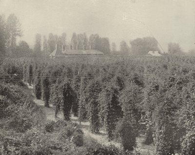Washington Hop Yard (m/w kuva) tekijältä American Photographer (after)