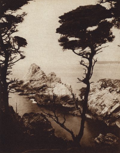 Kalifornia: Monterey Cypress (m/w kuva) tekijältä American Photographer (after)
