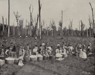 Cotton Picking a Mississippi (foto b/n) finlandès tekijältä American Photographer (after)