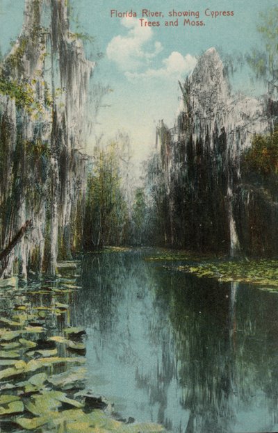 Florida-joki, jossa näkyy sypressipuut ja sammal (kuva) tekijältä American Photographer (after)