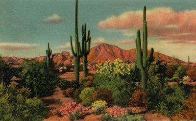 Phoenix, Arizona: Camelback Mountain and Desert (kuva) tekijältä American Photographer (after)