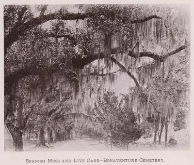 Spanish Moss and Live Oaks, Bonaventuren hautausmaa (m/v kuva) tekijältä American Photographer (after)
