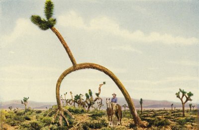 Jättiläiskasvu Mojaven autiomaassa (värikuva). tekijältä American Photographer