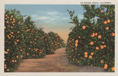 Appelsiinilehto, Kalifornia tekijältä American Photographer