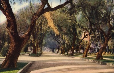 Avenue of Pepper Trees, Pasadena (värivalokuva) tekijältä American Photographer